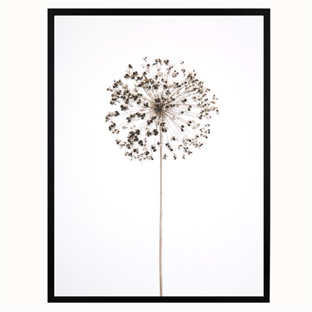 Poster 30x40 B&amp;W Nature Dandelion