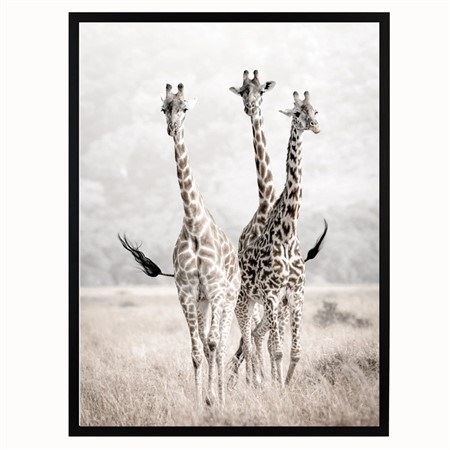 Poster 30x40 Nature Giraffes