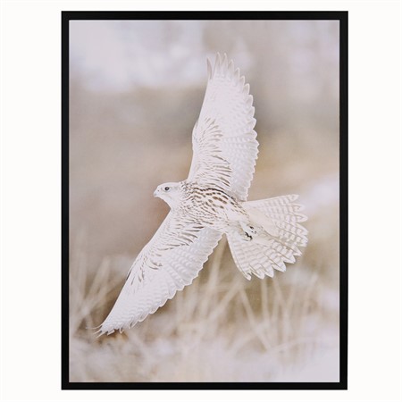 Poster 30x40 Nature Wings