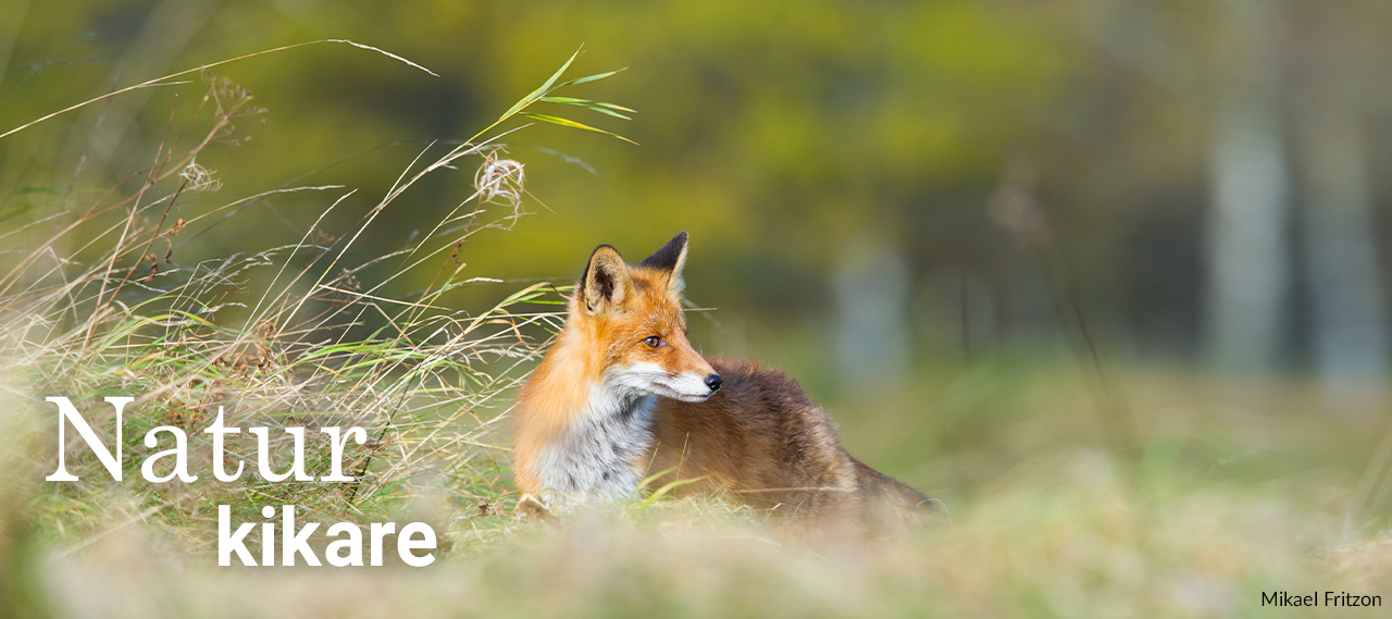 Annons:NATUR banner_naturkikare.jpg