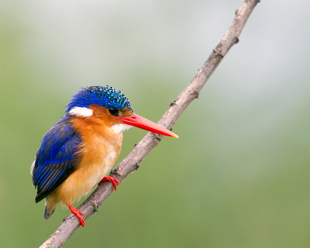 Annons:3 blackbox.jpg